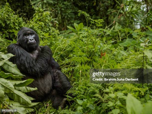 adult mountain gorillas is staring into the forest and holding its left shoulder with its right hand. - ruhengeri foto e immagini stock