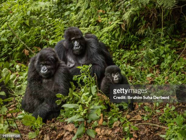 three mountain gorillas are sitting on a pile of leaves and observing the surroundings. - ruhengeri foto e immagini stock