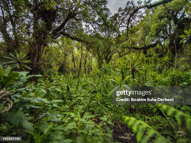 image of an untouched forest filled with many green leafed bushed and trees. - ruhengeri foto e immagini stock