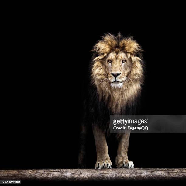 portrait of a beautiful lion, lion in the dark - dark panthera stock pictures, royalty-free photos & images