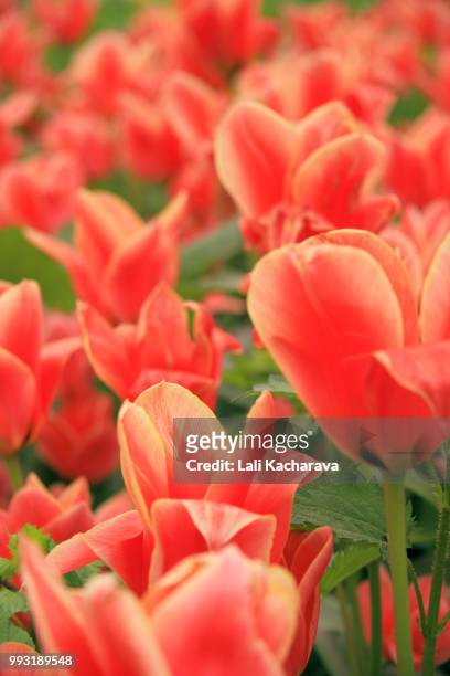 red tulips - lali stockfoto's en -beelden