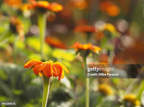 autumn orange - mike parsons stock pictures, royalty-free photos & images