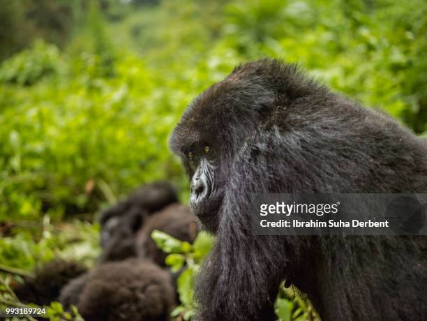 adult mountain gorilla is sitting and looking through the forest. - ruhengeri foto e immagini stock