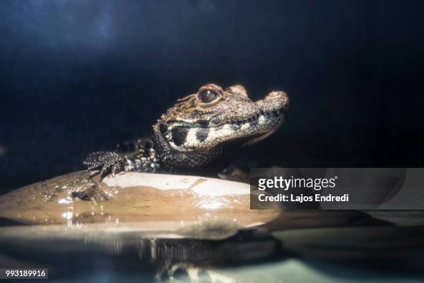 young crocodile - anura stock pictures, royalty-free photos & images