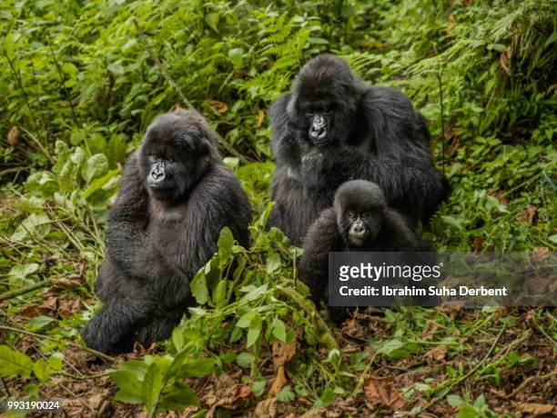 three mountain gorillas are sitting on leaves and observing the surroundings. - ruhengeri foto e immagini stock