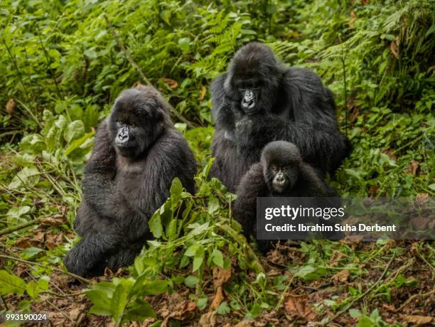 three mountain gorillas are sitting on leaves and observing the surroundings. - ruhengeri stock pictures, royalty-free photos & images