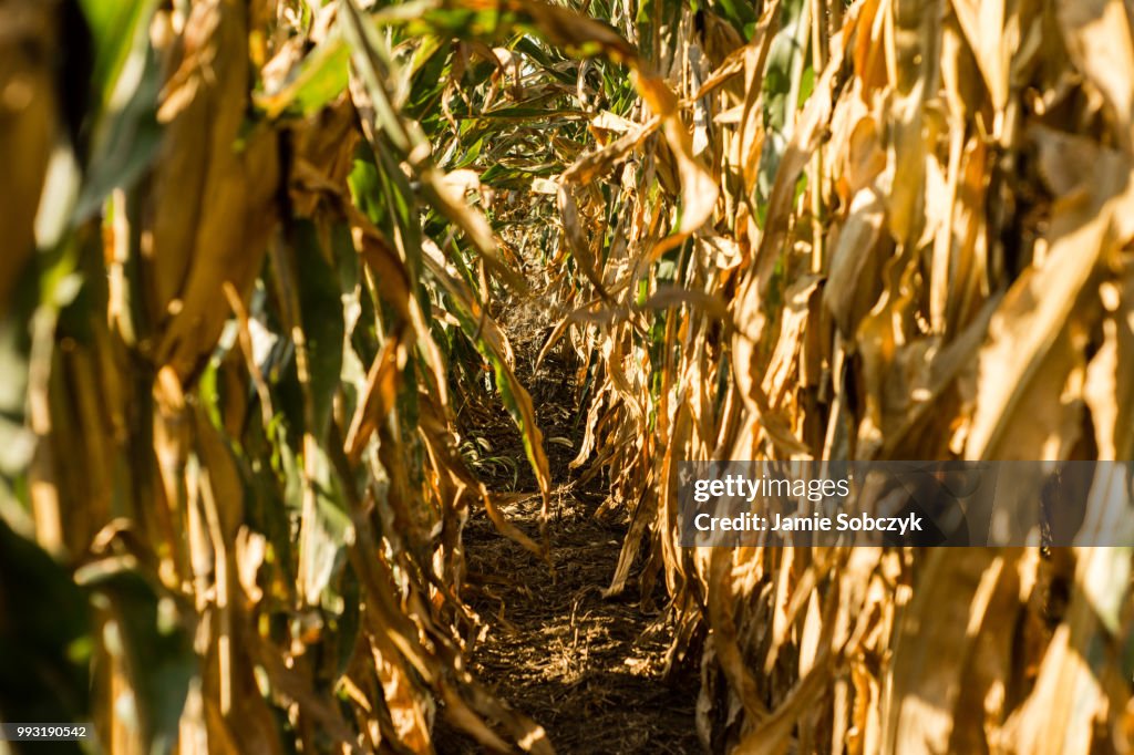 Corn Aisle