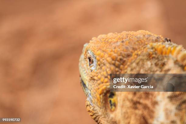 galapagos land iguana - galapagos land iguana stock pictures, royalty-free photos & images