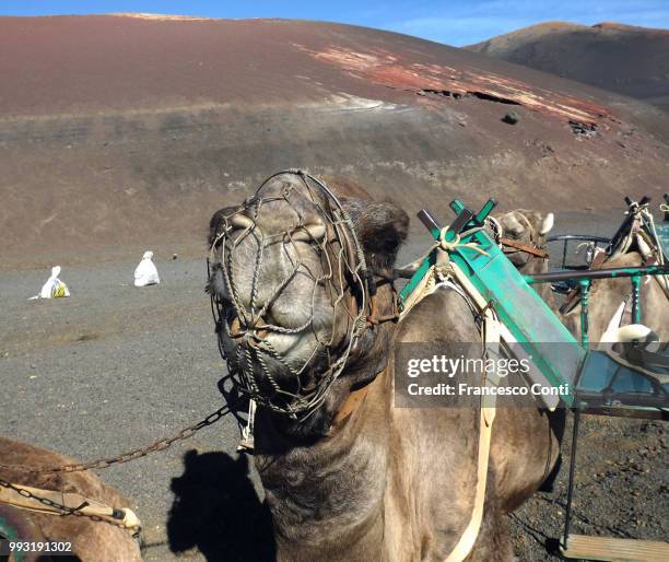 lanzarote, camello en el parque nacional de timanfaya - camello stock pictures, royalty-free photos & images