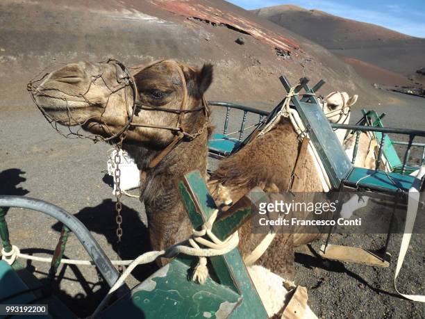 lanzarote, camello en el parque nacional de timanfaya - camello photos et images de collection