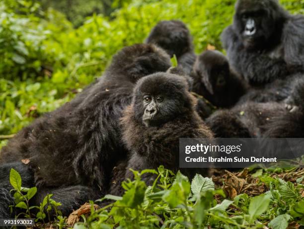 troop of gorillas sitting together and playing with each other. - ruhengeri foto e immagini stock