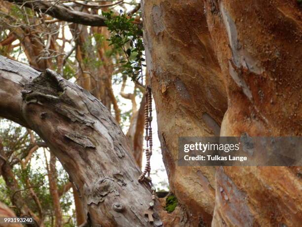 Arrayaahiin 196 Arrayan Stock Photos, High-Res Pictures, and Images - Getty Images