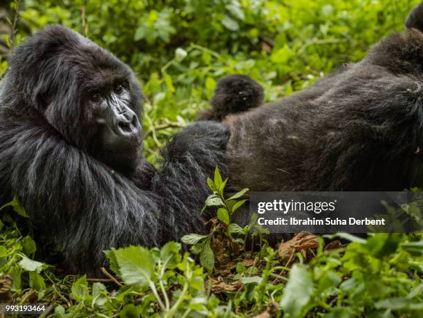 troop of gorillas is sitting in the forest - ruhengeri foto e immagini stock