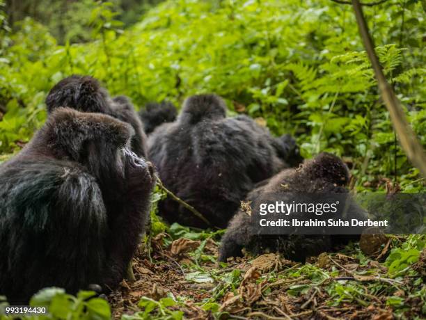 troop of gorillas is visible in the image. they are sitting on the ground and observing. - ruhengeri foto e immagini stock