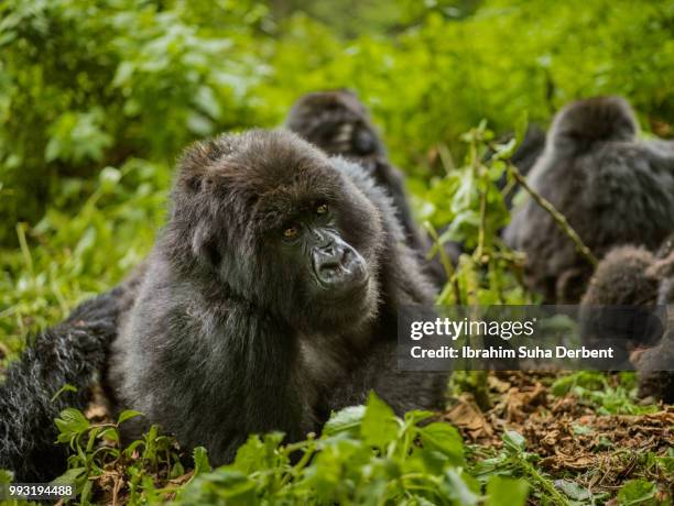 troop of gorillas is sitting in a pile of green leaves and observing the surroundings. - ruhengeri foto e immagini stock