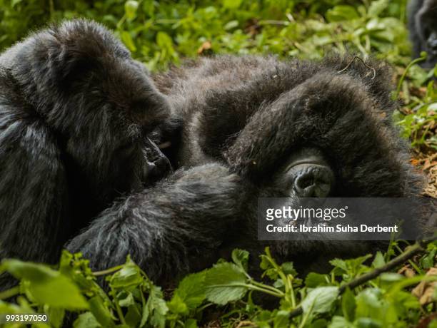two mountain gorillas are lying on the ground. - ruhengeri foto e immagini stock
