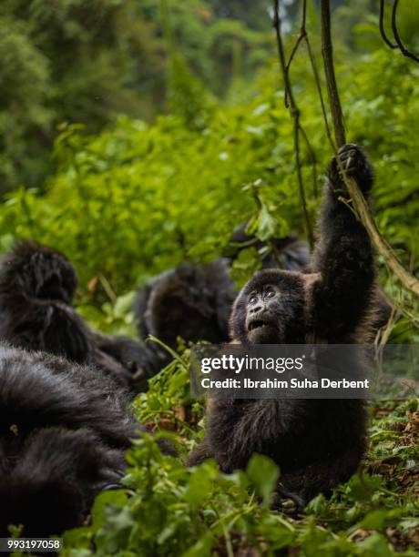 troop of gorillas are sitting in a pile of green leaves. - ruhengeri foto e immagini stock
