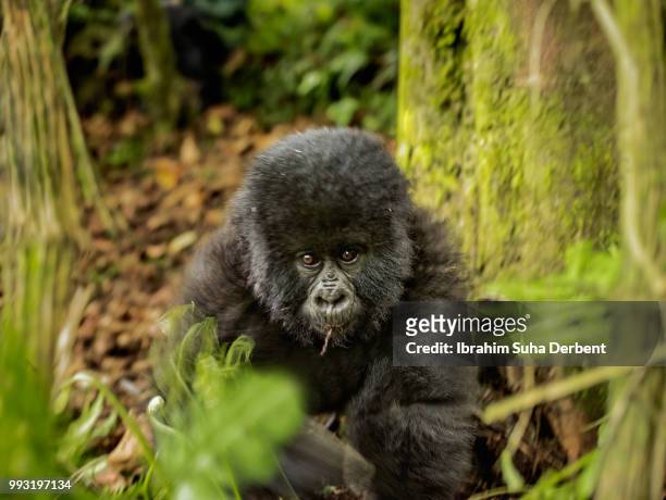 infant mountain gorilla is walking in the forest. - ruhengeri foto e immagini stock