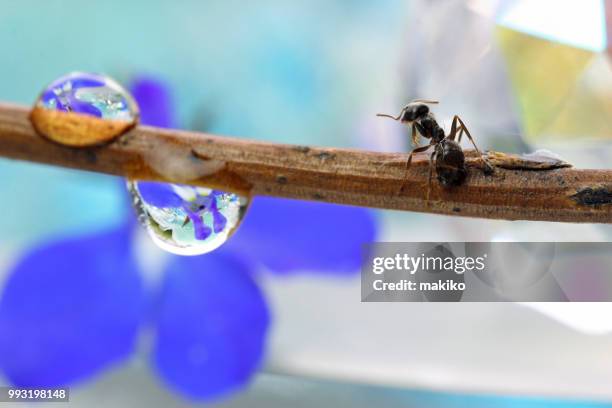 drops of lobelia　and ant - lobelia stock pictures, royalty-free photos & images