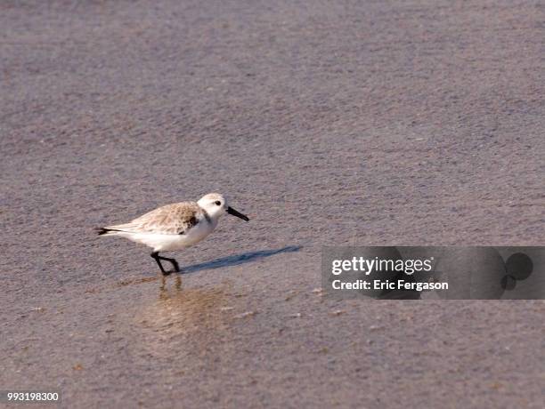 plover - correlimos tridáctilo fotografías e imágenes de stock