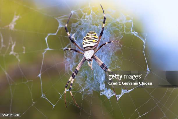 spider web - getingspindel bildbanksfoton och bilder
