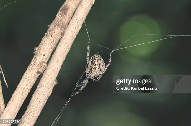spider weaves new net. - korbel stock pictures, royalty-free photos & images