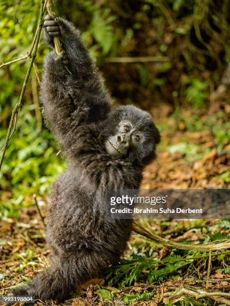 infant mountain gorilla is swinging and looking to the camera - ruhengeri foto e immagini stock