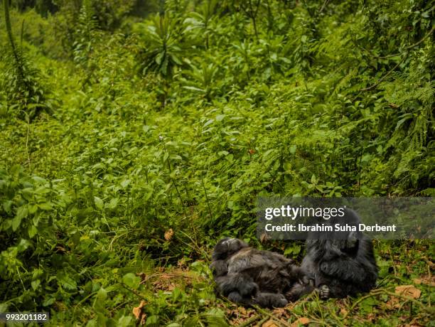 two mountain gorillas are resting on a pile of leaves - ruhengeri foto e immagini stock