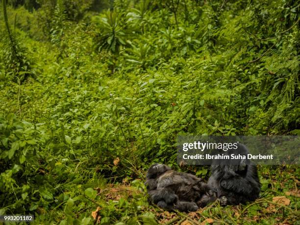 two mountain gorillas are resting on a pile of leaves - rwanda stock pictures, royalty-free photos & images
