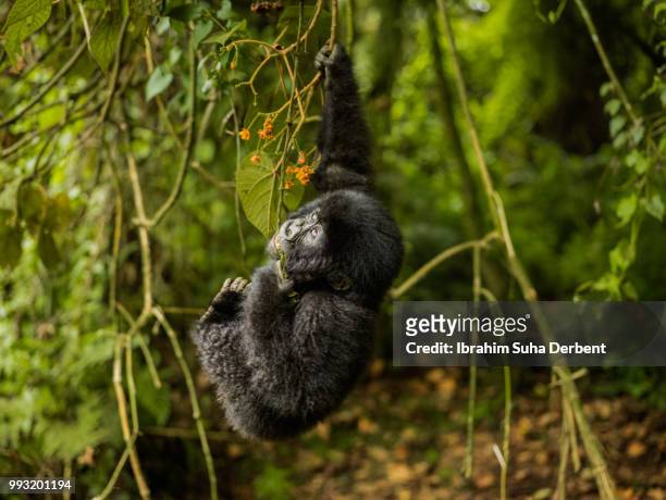 infant mountain gorilla is swinging by holding a branch - ruhengeri foto e immagini stock