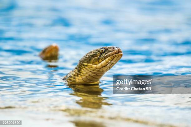 img_6903.jpg - water snake stock pictures, royalty-free photos & images