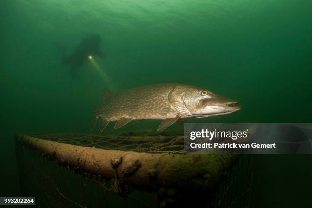 scubadiver_with_pike - northern pike ストックフォトと画像