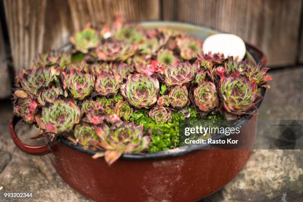 purple and green flowers in red bowl - rasto stock-fotos und bilder