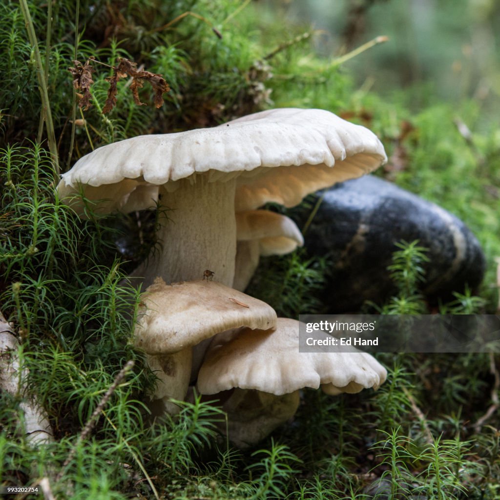 Mushrooms and Rock