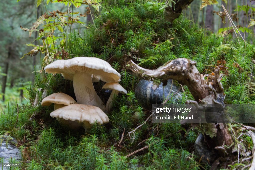 Mushrooms on Stump