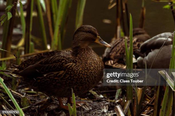 female wild duck - anseriformes stock pictures, royalty-free photos & images