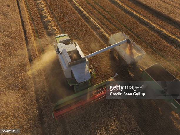 In this aerial view a combine harvester discharges its load of triticale, a hybrid grain of wheat and rye, during a harvest of winter grains on a...