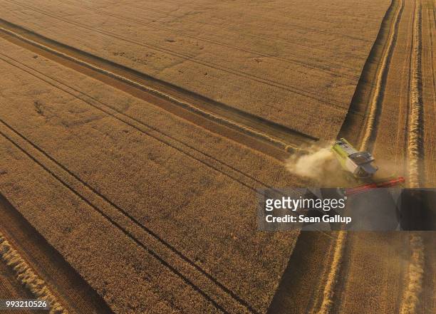 In this aerial view a combine harvests triticale, a hybrid grain of wheat and rye, during a harvest of winter grains on a field in Brandenburg state...