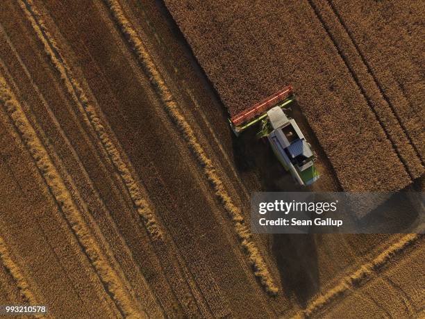 In this aerial view a combine harvests triticale, a hybrid grain of wheat and rye, during a harvest of winter grains on a field in Brandenburg state...