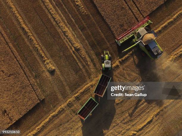 In this aerial view a combine harvester prepares to discharge its load of triticale, a hybrid grain of wheat and rye, into open wagons during a...