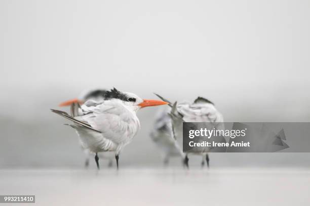 terns - royal tern stock pictures, royalty-free photos & images