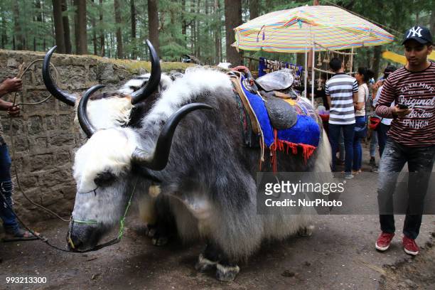Man with his yak waiting for tourists in Manali town, Himachal Pradesh , India on 6th July,2018.Manali is a resort town nestled in the mountains of...
