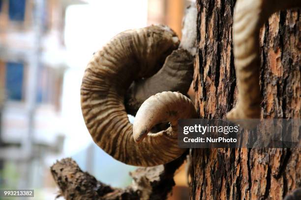 View of Ghatotkach tree temple near historical Hadimba temple in Manali town, Himachal Pradesh , India on 6th July,2018.Ghatotkacha is a character in...