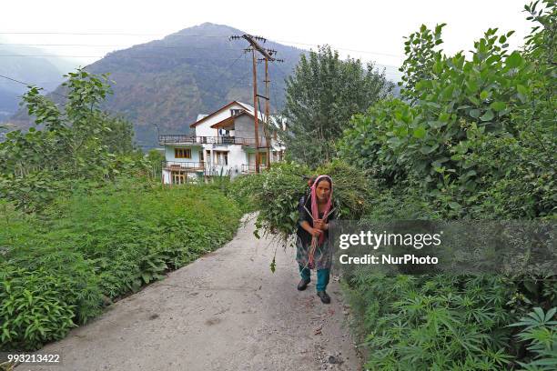 Woman carrying fodder to her cattle in Manali town, Himachal Pradesh , India on 6th July,2018.Manali is a resort town nestled in the mountains of the...