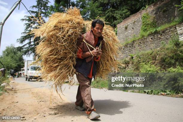 Man carrying fodder to his cattle in Manali town, Himachal Pradesh , India on 6th July,2018.Manali is a resort town nestled in the mountains of the...