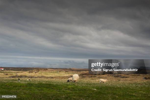 icelandic landscape with sheep - icelandic sheep stock pictures, royalty-free photos & images