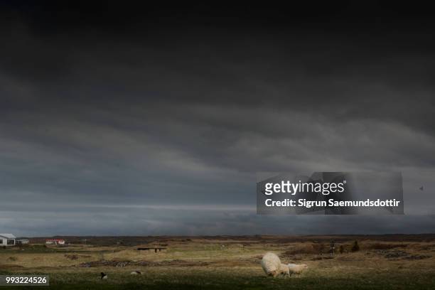 icelandic landscape with sheep - icelandic sheep stock pictures, royalty-free photos & images