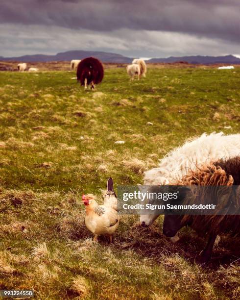 icelandic landscape with sheep - icelandic sheep stock pictures, royalty-free photos & images