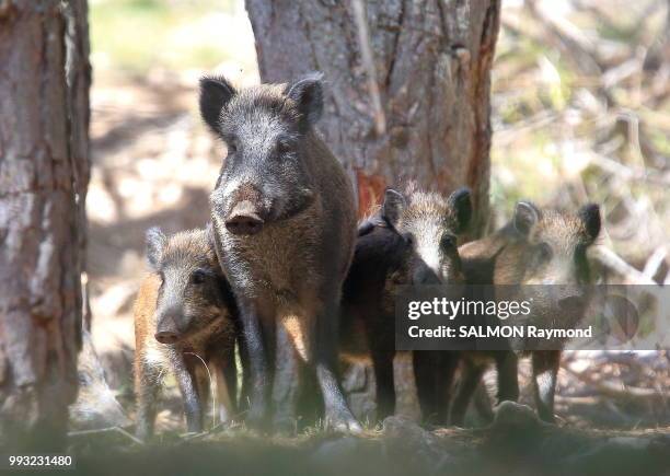 wild boar - wildschwein stock-fotos und bilder