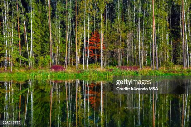 reflection of aututmn - msa stock pictures, royalty-free photos & images